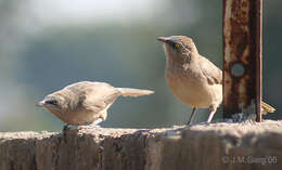 Image of Large Grey Babbler