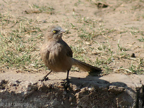 Image of Large Grey Babbler