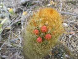 Image of Cleistocactus icosagonus (Kunth) F. A. C. Weber