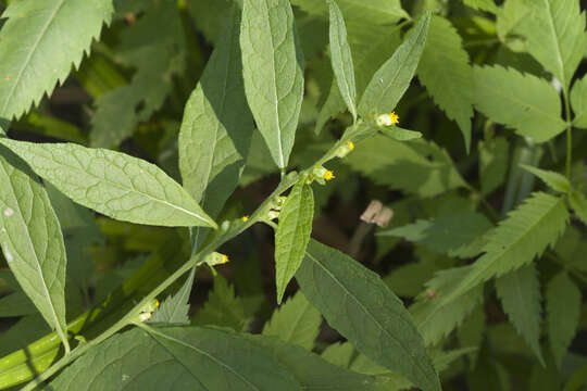 Image of Carpesium abrotanoides L.