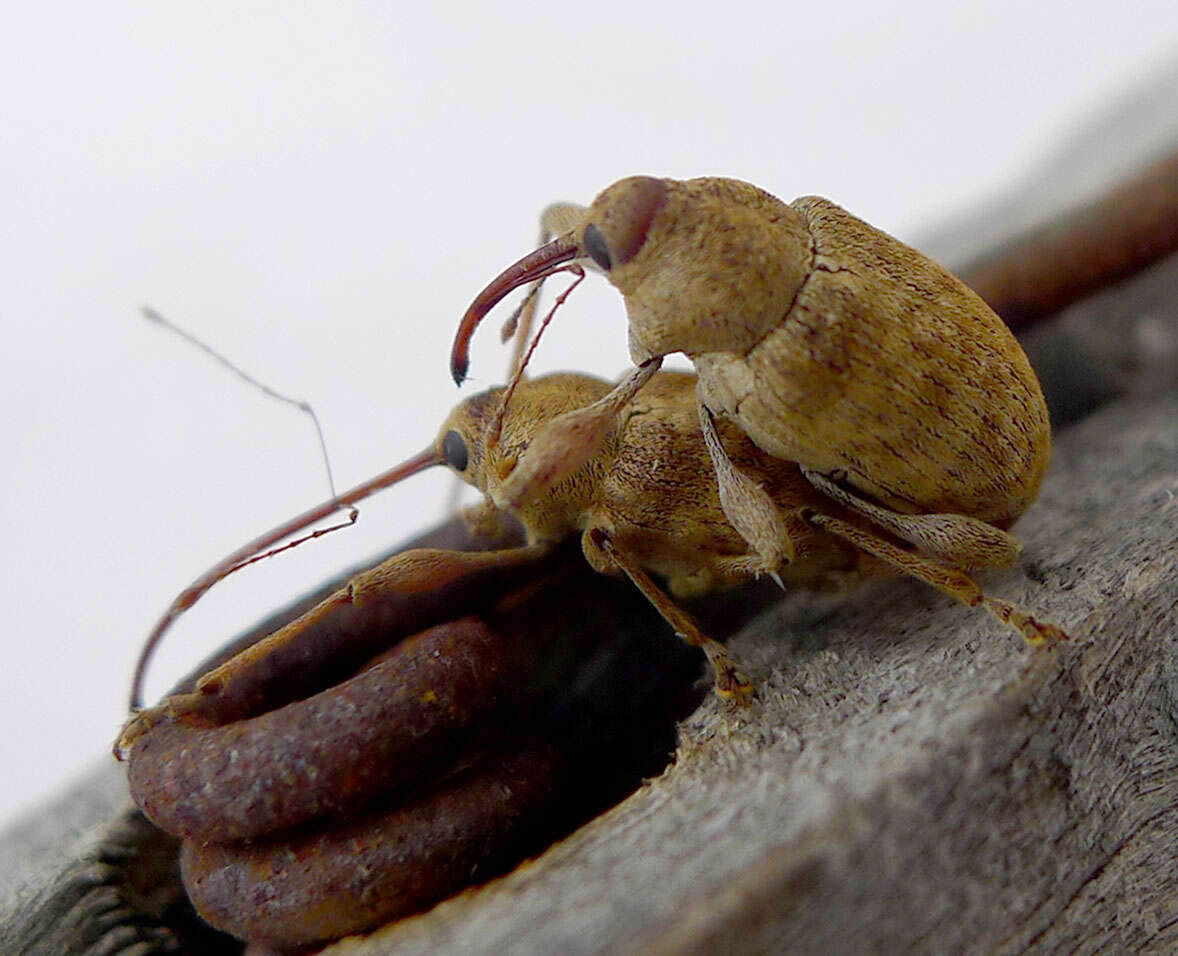 Image of Weevil