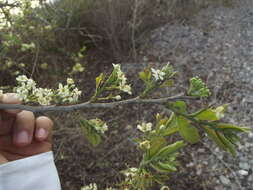 Image de Casearia nitida (L.) Jacq.