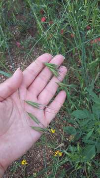 صورة Avena sterilis subsp. ludoviciana (Durieu) Gillet & Magne