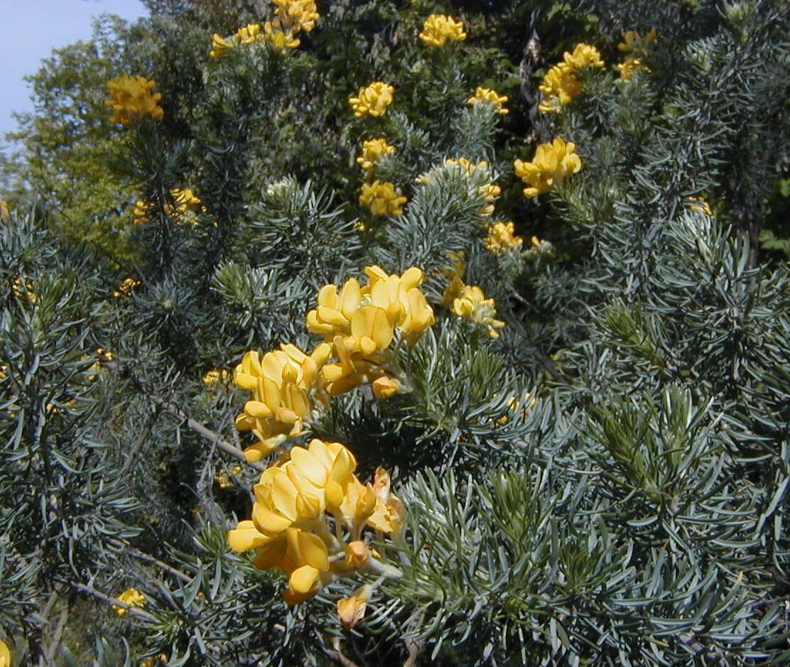 Слика од Adenocarpus decorticans Boiss.