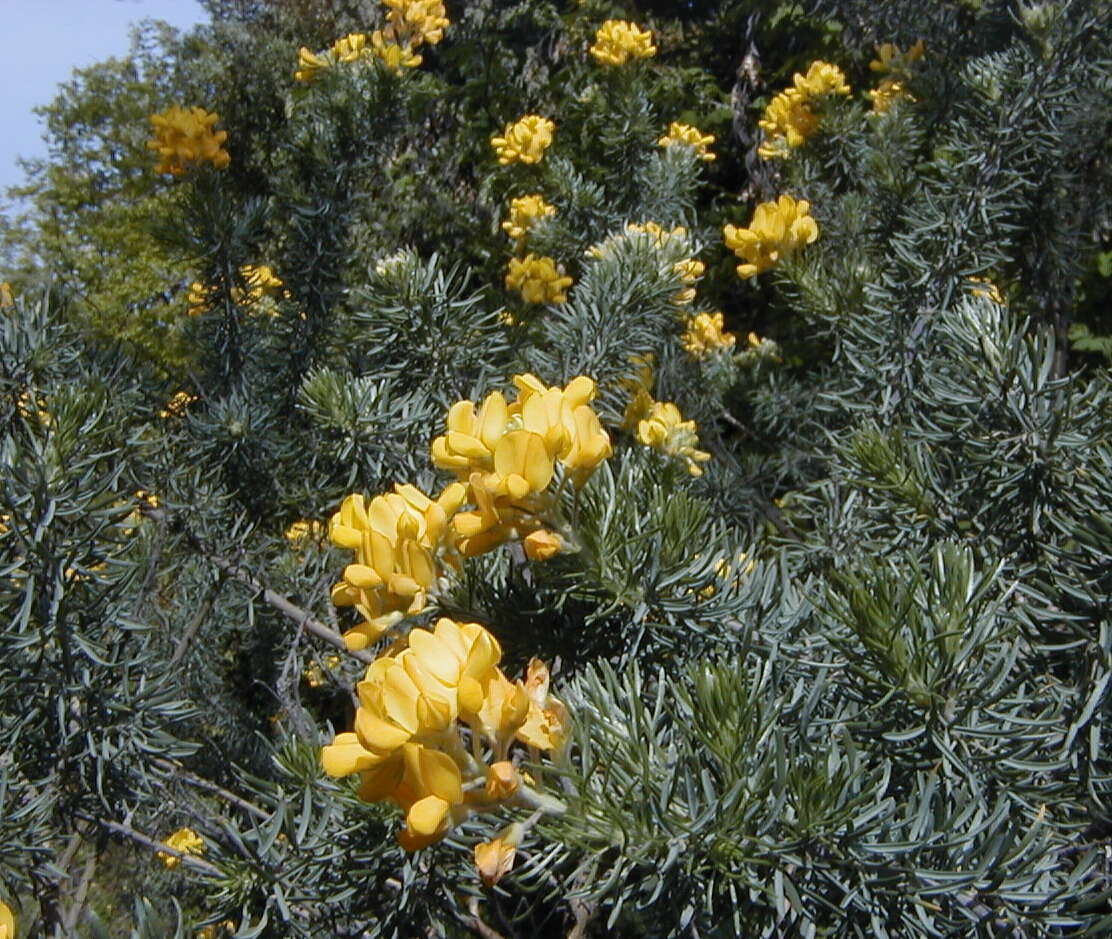 Image of Adenocarpus decorticans Boiss.