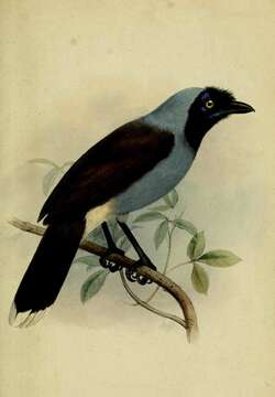 Image of Azure-naped Jay