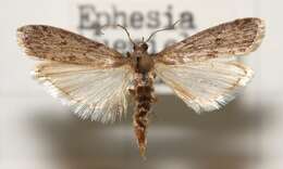 Image of Mediterranean Flour Moth