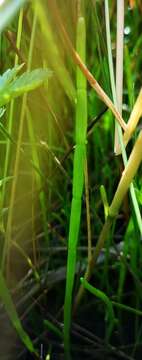 Image of western grasswort