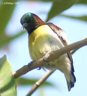 Leptocoma zeylonica (Linnaeus 1766) resmi