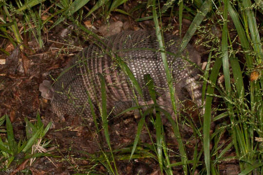 Image of long-nosed armadillos