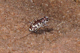 Image of Beach tiger beetle