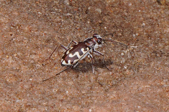 Image of Beach tiger beetle