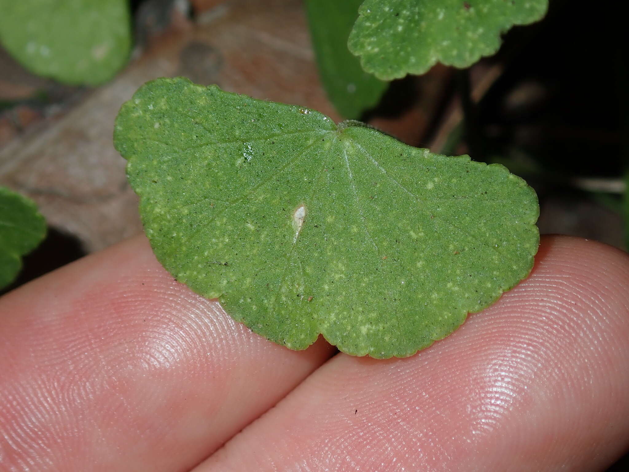 Image de Hydrocotyle hirta R. Br. ex A. Rich.