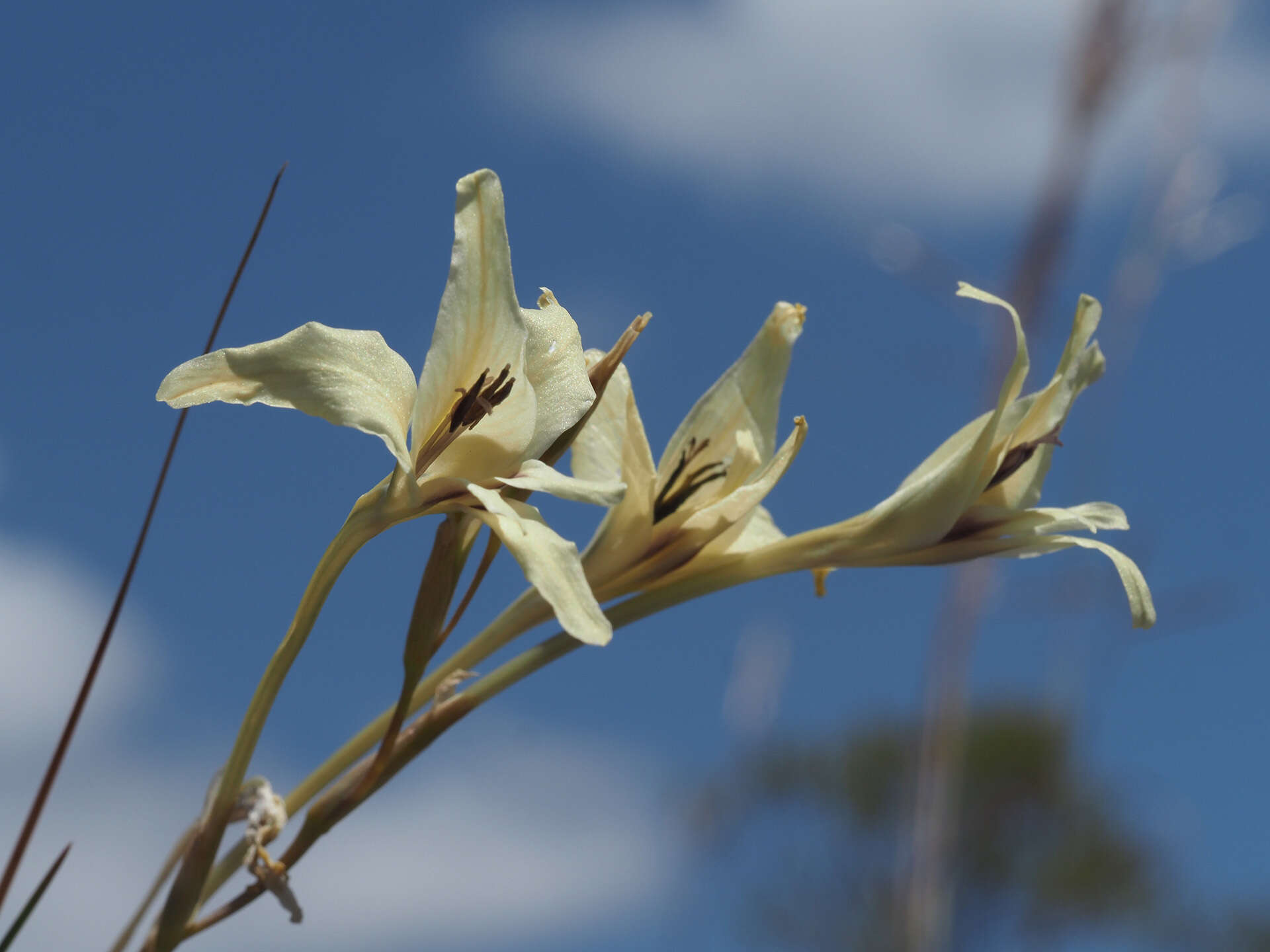 Imagem de Gladiolus leptosiphon F. Bolus