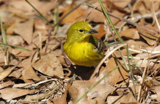 Image of Pine Warbler