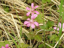 Image of arctic raspberry