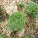 Image of Artemisia capillaris Thunb.