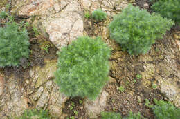 Image of Artemisia capillaris Thunb.