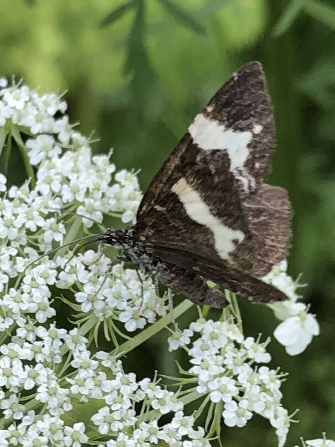 Image of argent and sable