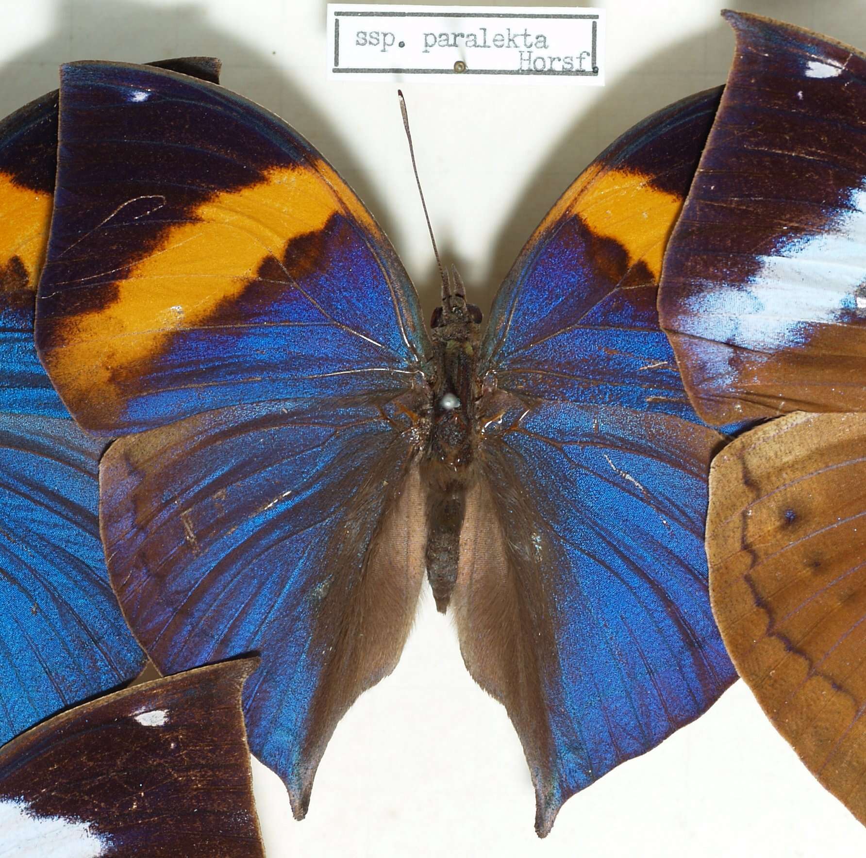 Image of Indian leafwing