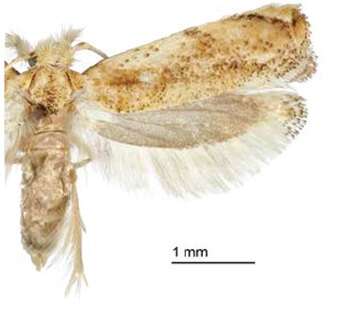Image of Caribbean Scavenger Moth