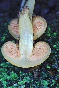 Image of Macrocystidia reducta E. Horak & Capellano 1980
