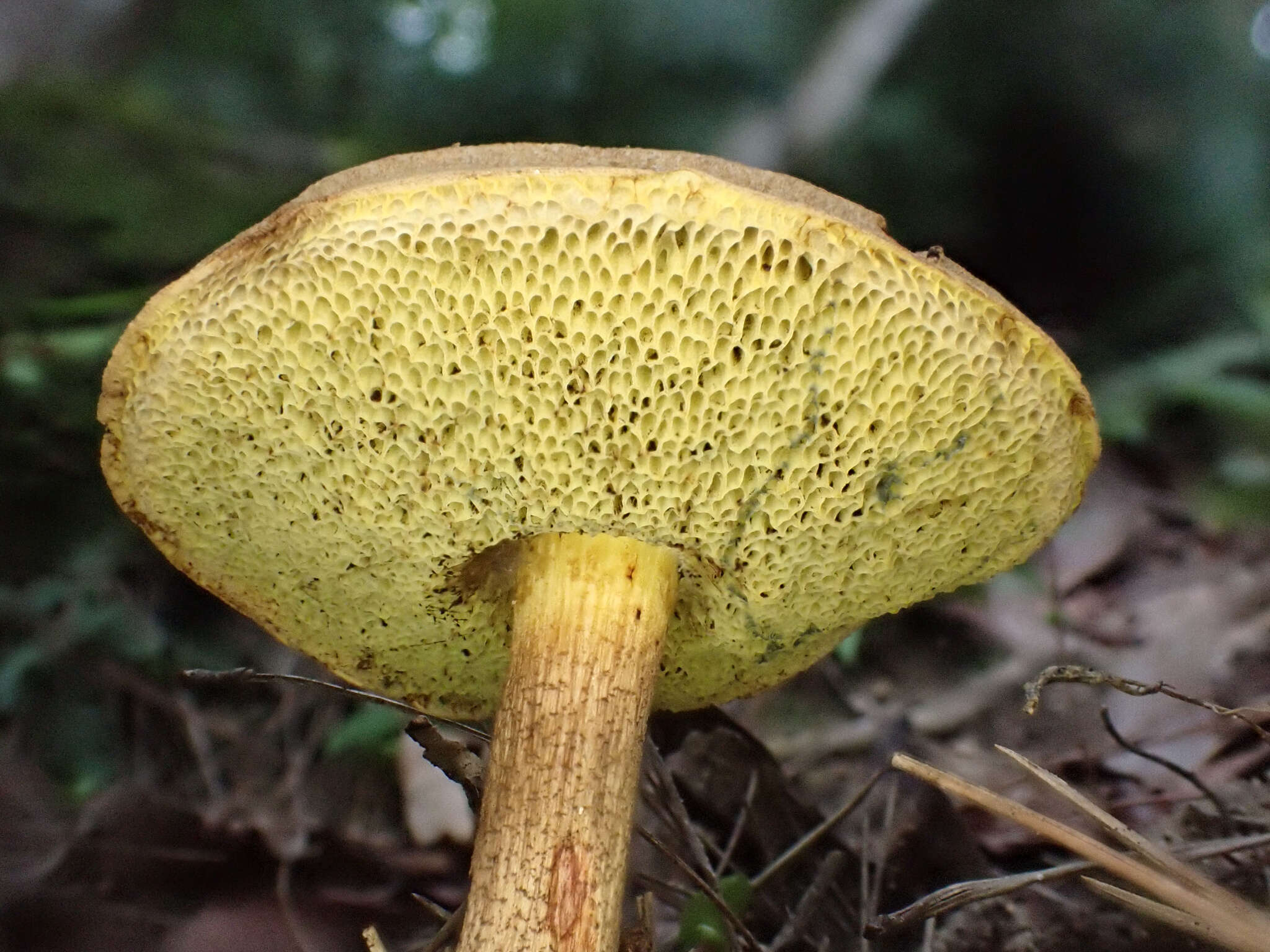 Image of Boletus nigromaculatus (Hongo) Har. Takah. 1992