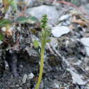 Image of narrowleaf grapefern