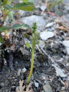 Image of narrowleaf grapefern