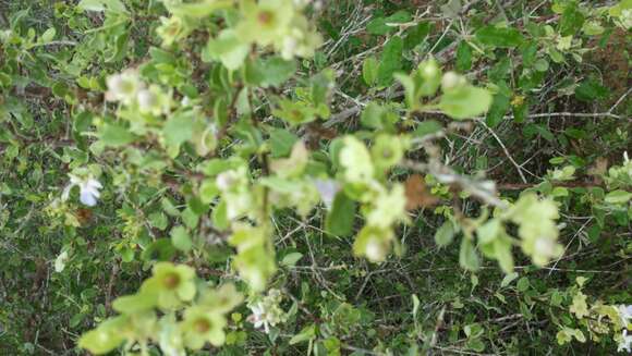 Image of Karomia microphylla (Moldenke) R. Fern.