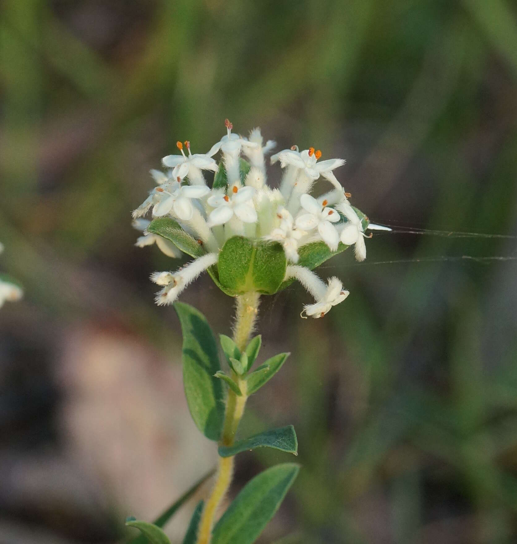 Image of Pimelea humilis R. Br.