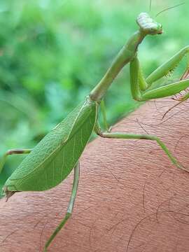 Слика од Oxyopsis gracilis Giglio-Tos 1914