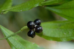 Image of laurel-leaf snailseed