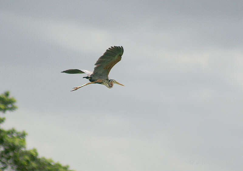 Image of Purple Heron