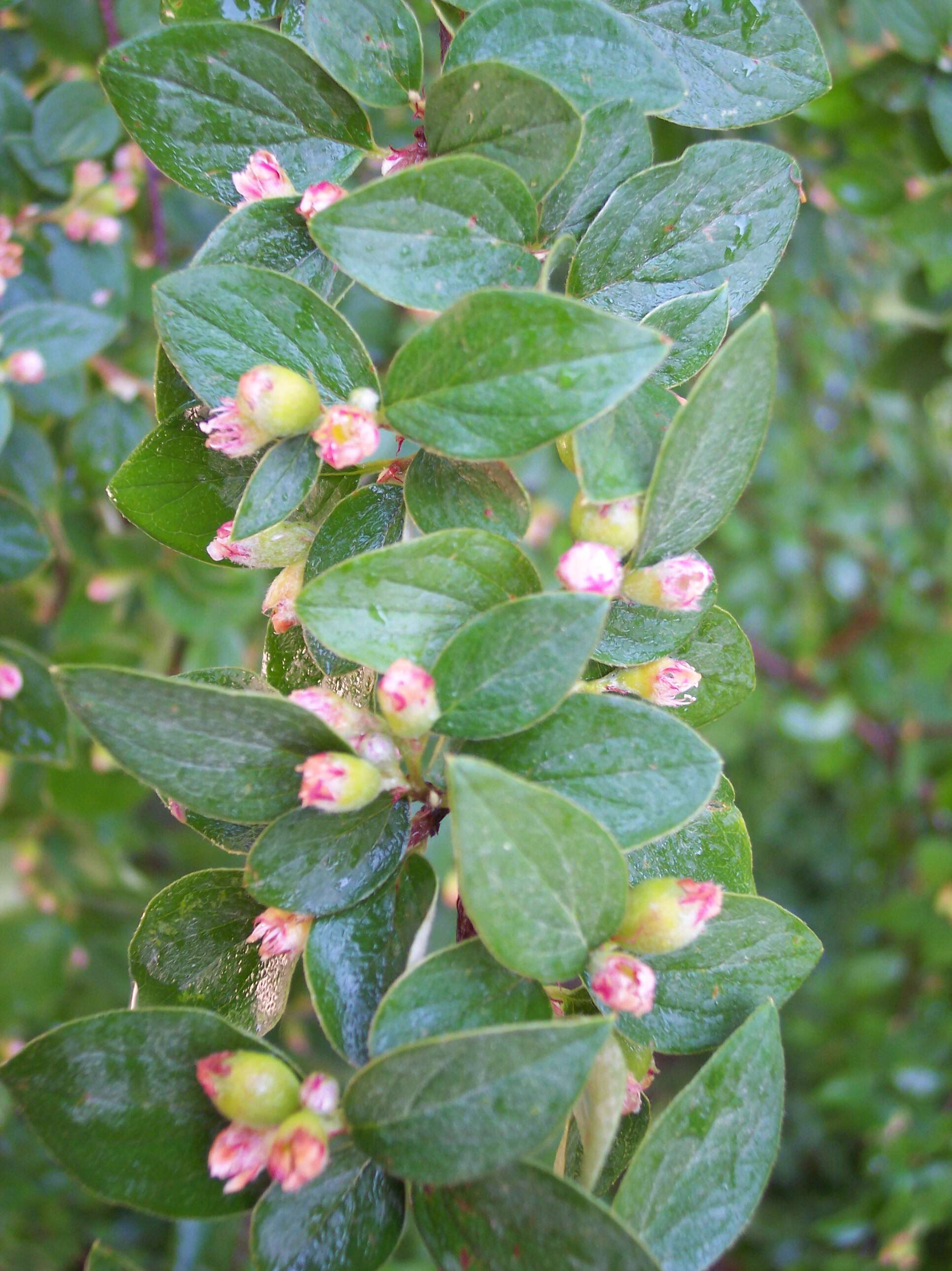 Image of orange cotoneaster