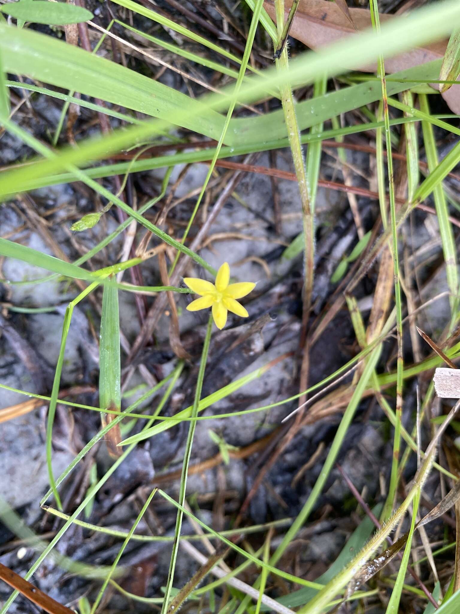 Image of Bristle-Seed Yellow Star-Grass