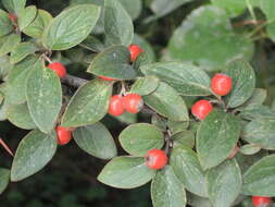 Image of orange cotoneaster