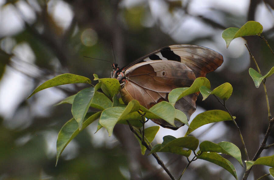 Image of Blue Morpho