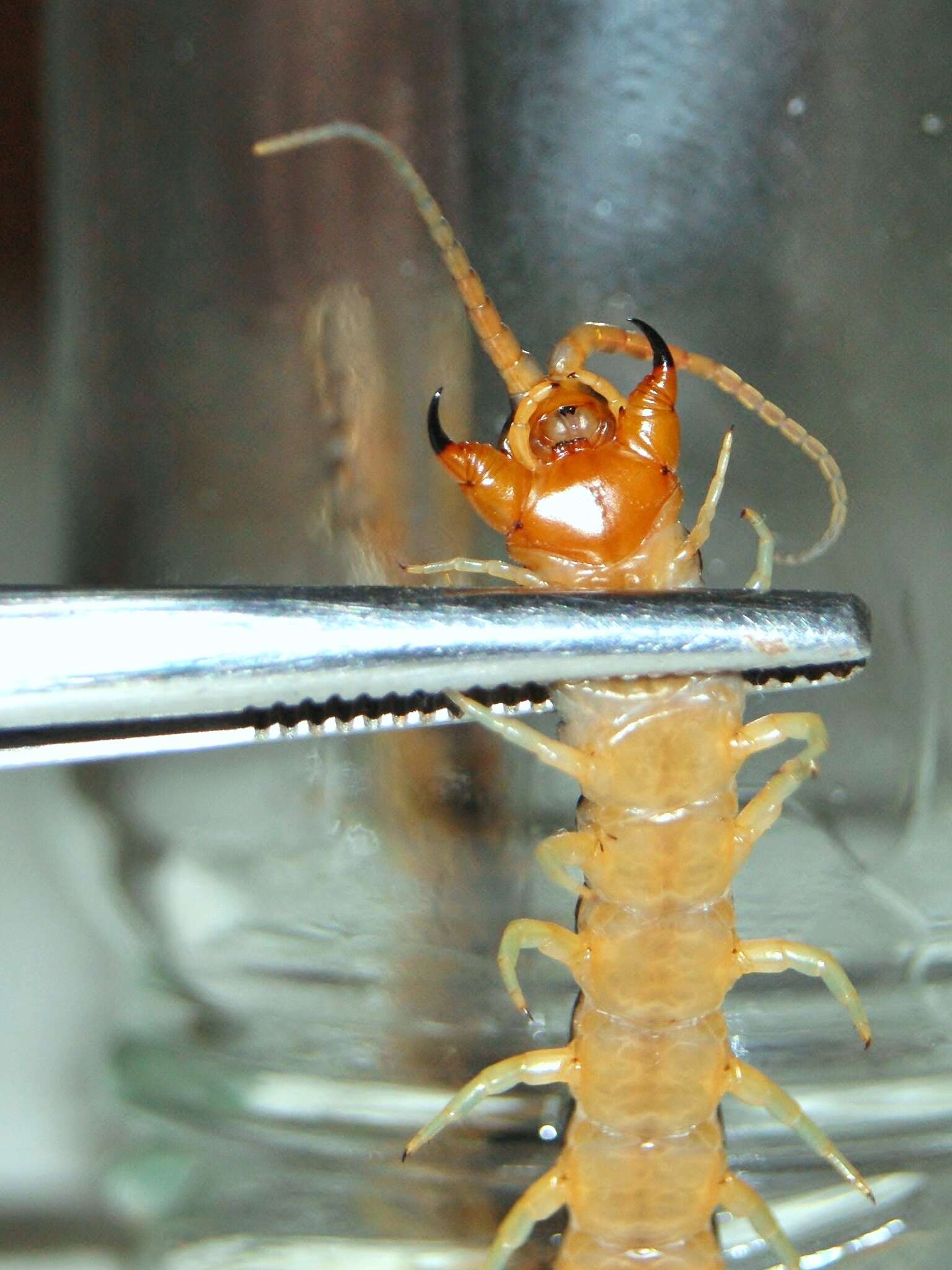 Imagem de Scolopendra cingulata Latreille 1829