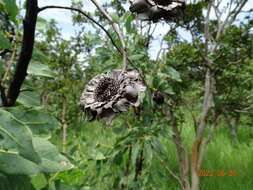 Imagem de Protea madiensis Engl.