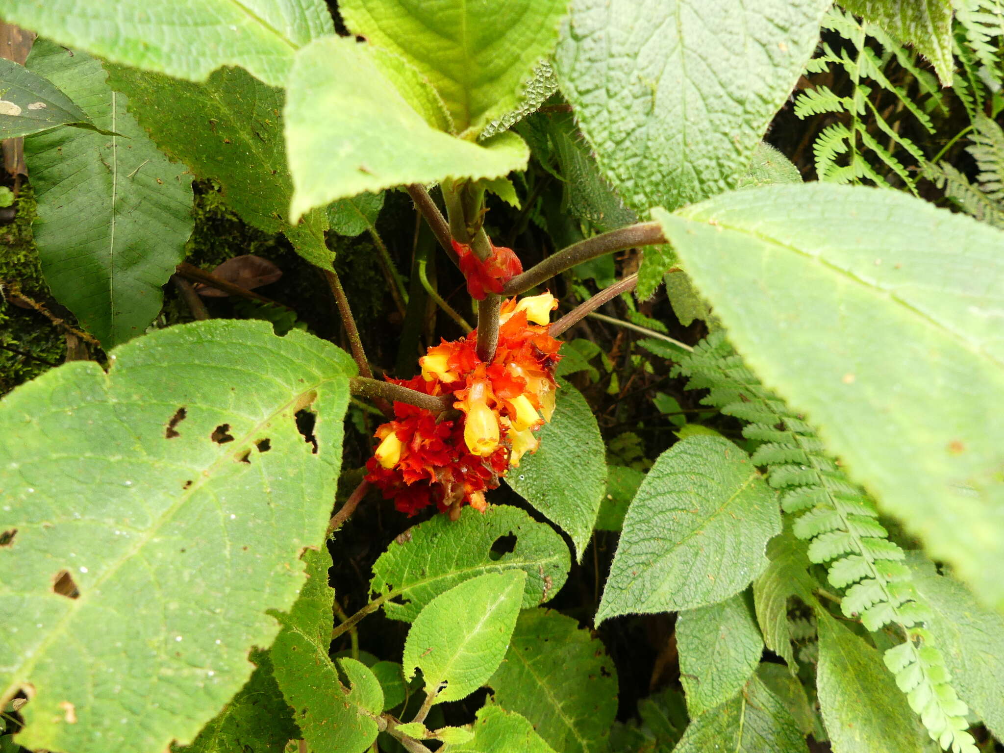 Image of Drymonia teuscheri (Raymond) J. L. Clark