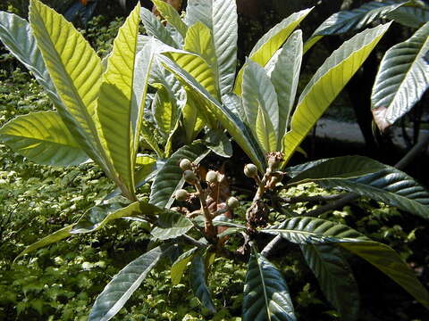 Image of loquat