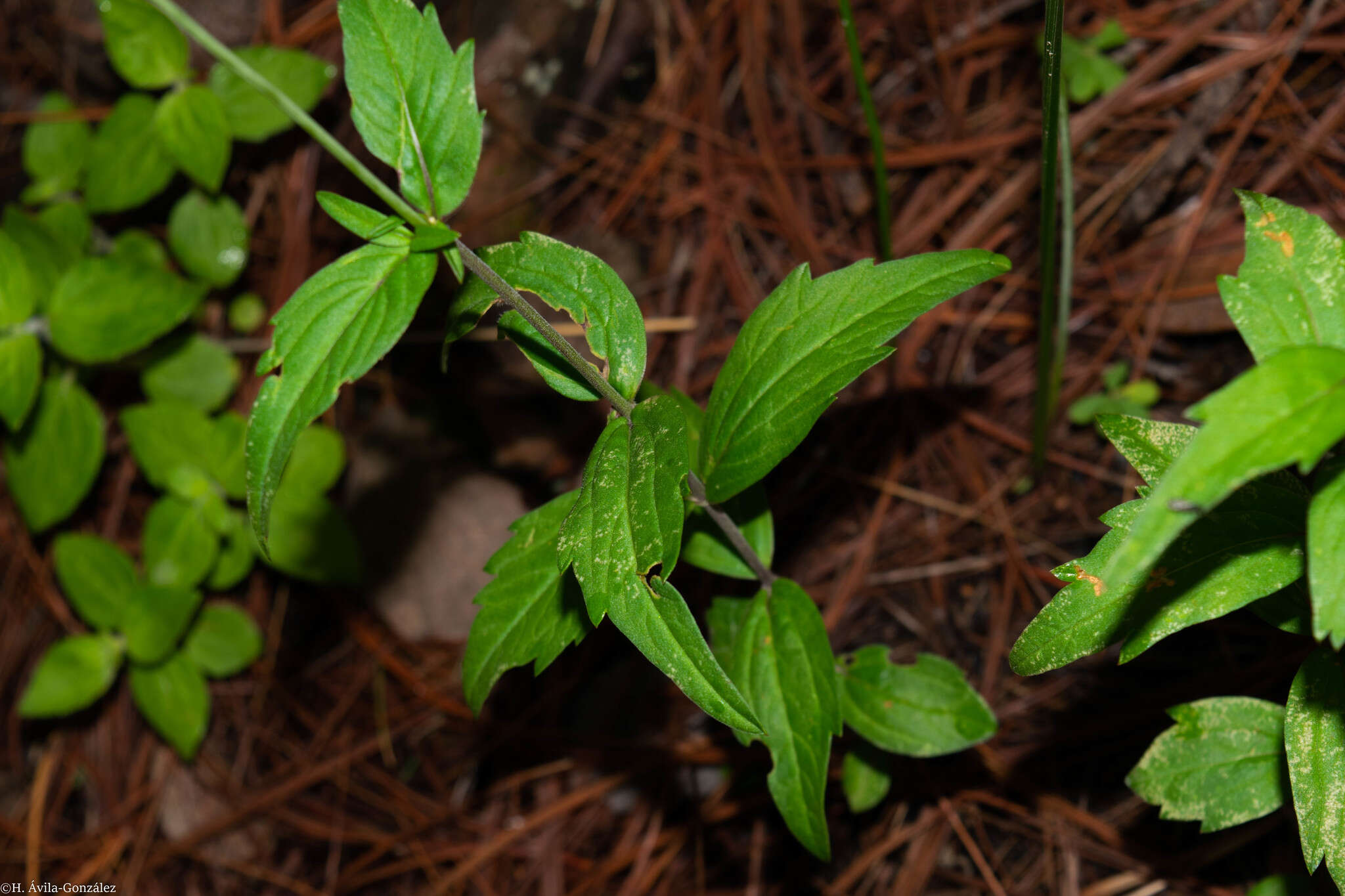 Image of Cosmos palmeri Robinson