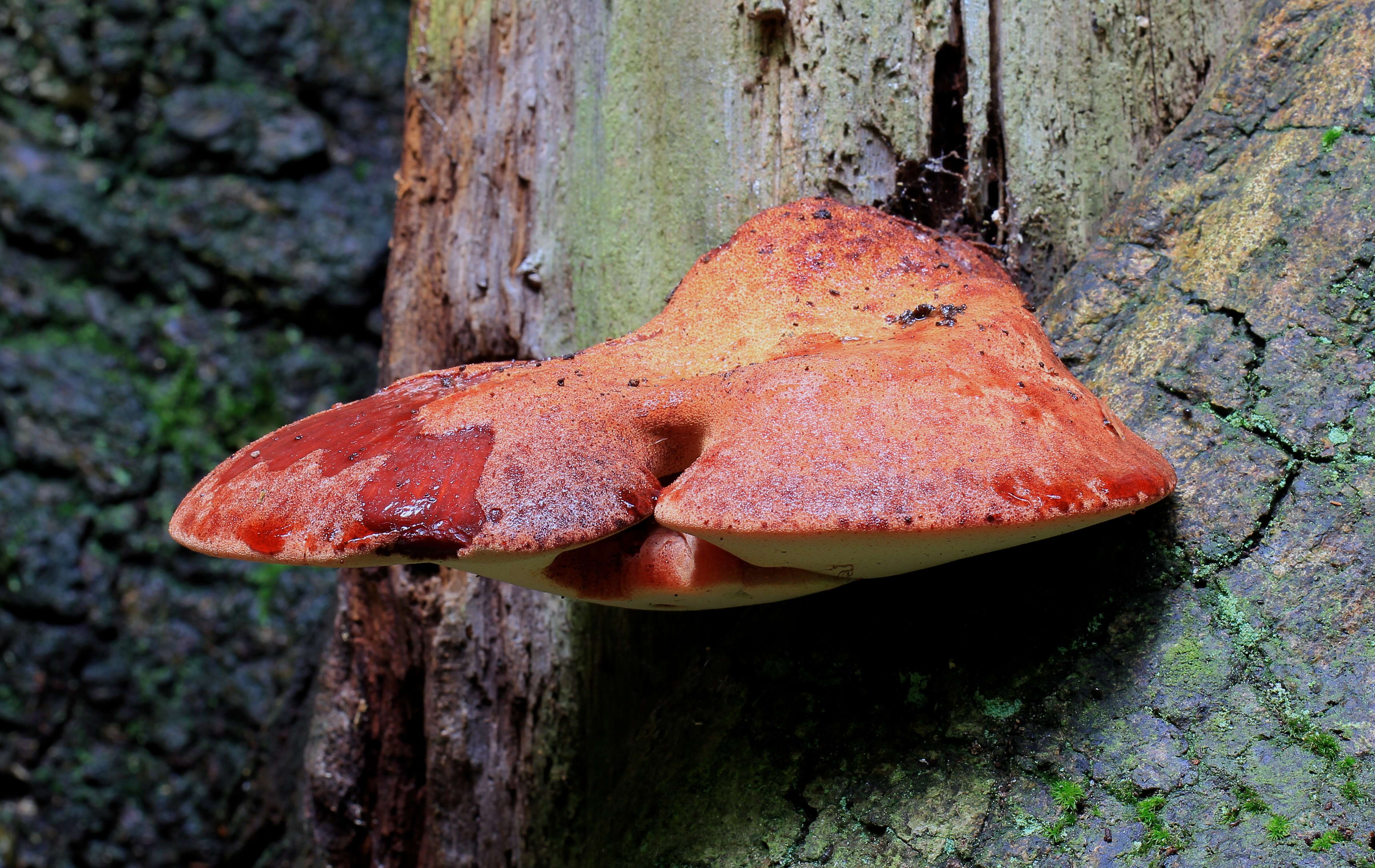 Image of Fistulinaceae