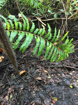 Image of giant leather fern