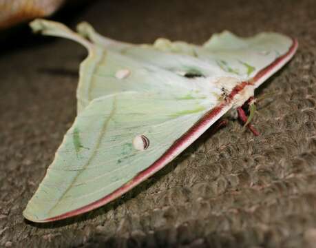 Image of Indian Luna Moth