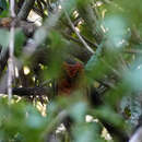 Image of Morden's Scops-owl