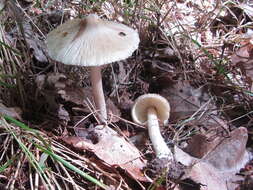 صورة Inocybe rimosa (Bull.) P. Kumm. 1871