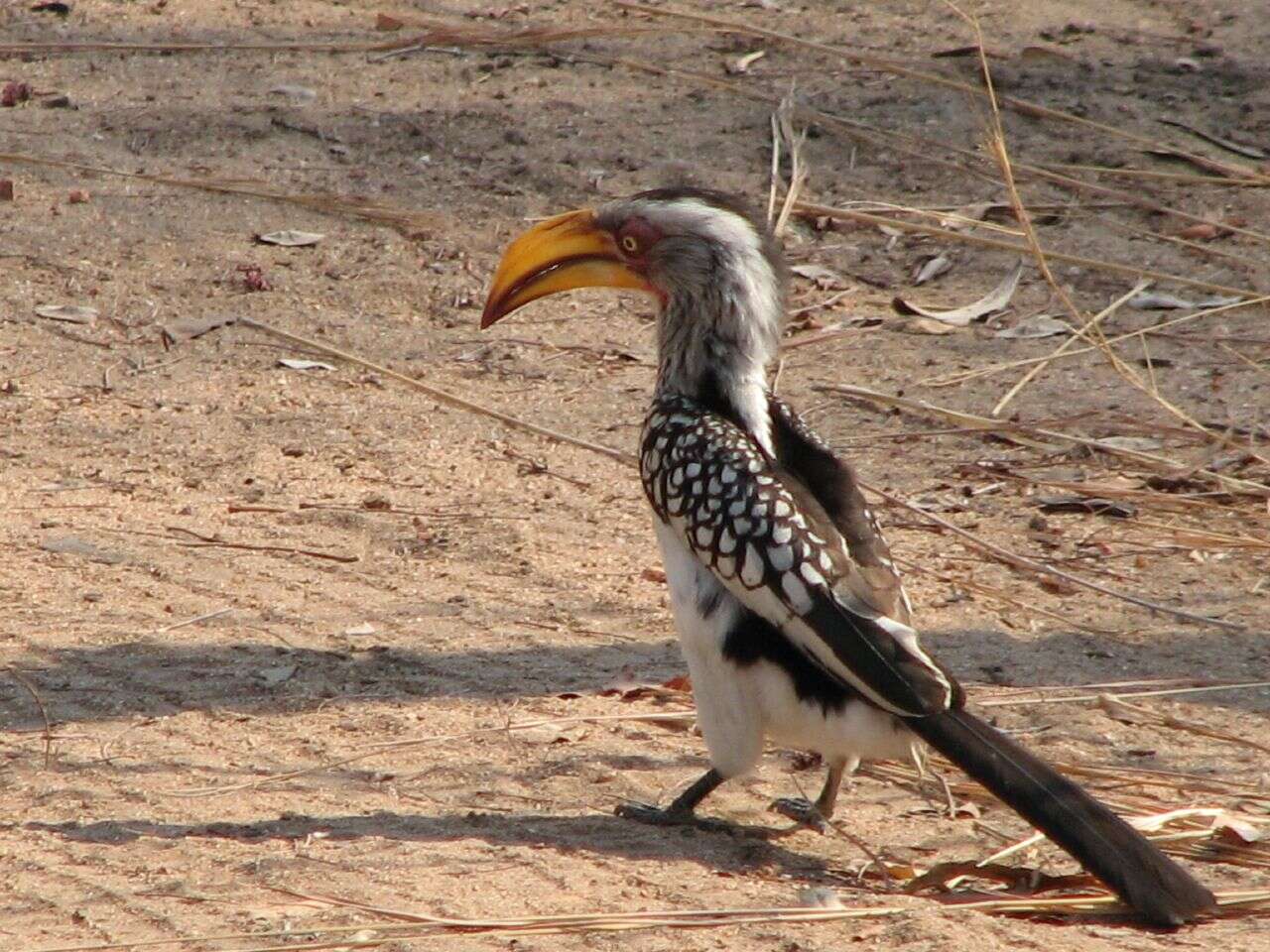 Image of Southern Yellow-billed Hornbill