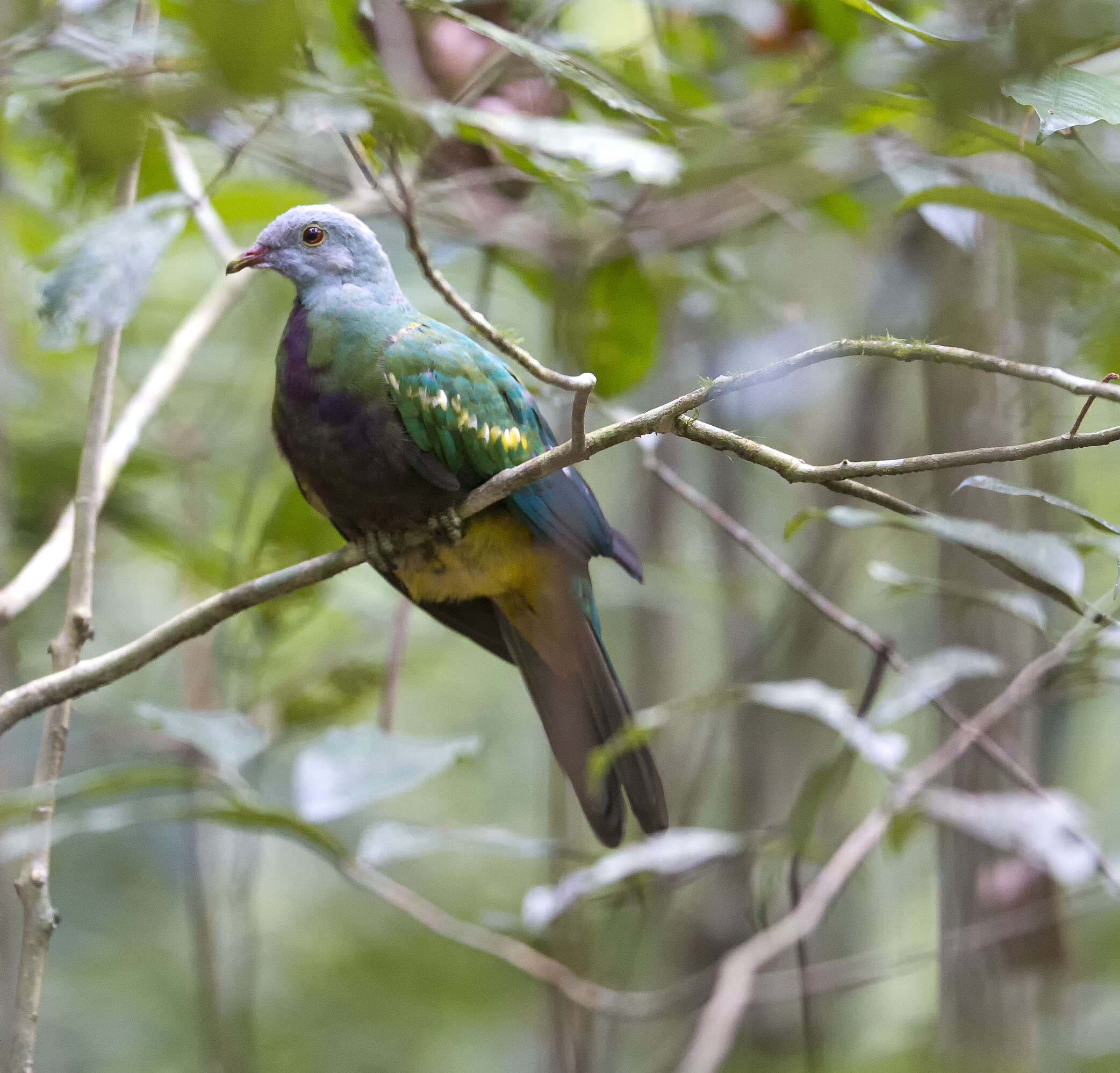 Image of Wompoo Fruit Dove